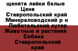 щенята лайки белые › Цена ­ 3 000 - Ставропольский край, Минераловодский р-н, Любительский хутор Животные и растения » Собаки   . Ставропольский край